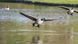 DSC_8429-Edit.jpg
