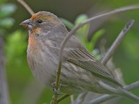Finch4.jpg