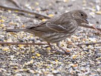 Finch5.jpg