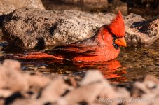 DSC_7876.jpg