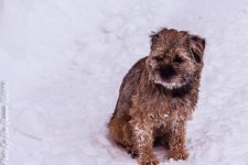 Snow-1887.JPG