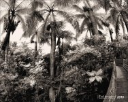 1-13-16 Green Cay IR    8BW.jpg