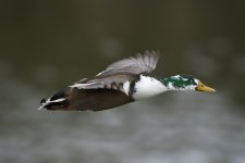DSC_4946edit.jpg