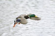 DSC_4924.jpg