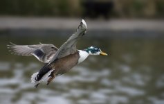 DSC_4948.jpg