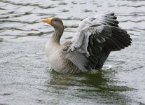 DSC_4941.jpg