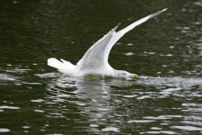 DSC_5015.jpg