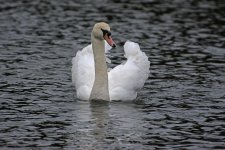 DSC_4968.jpg