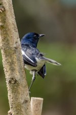 DSC_3955.jpg