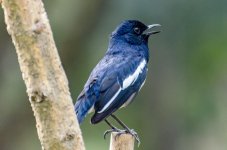 DSC_3961.jpg