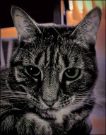 Green Eyed Monster   2016.jpg