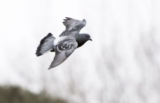 DSC_5057.jpg