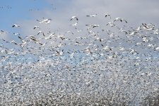 20160121-_E752055.jpg