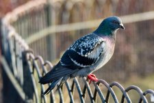 DSC_8397-Edit.jpg