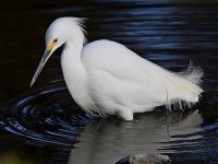 Egret2.jpg
