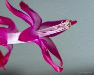 cactus flower.jpg