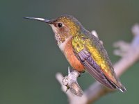 Hummer.jpg