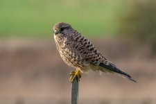 DSC_7911.jpg