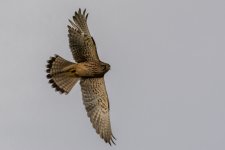 DSC_7916.jpg