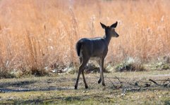deer in sunlight.jpg