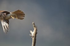 ROY_6307.JPG