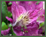 Purple Flower 1-24-2016.jpg