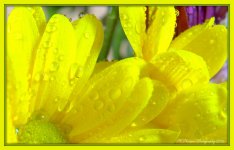 Yellow Daisy 1-24-2016.jpg