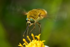 DSC_4263.jpg