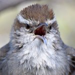 Wren7.jpg