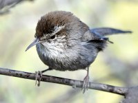 Wren6.jpg