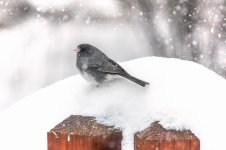 20160123a.jpg