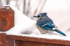 20160123c.jpg