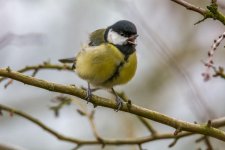 DSC_8556-Edit.jpg