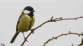 DSC_8528-Edit.jpg