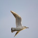 DSC_8420-Edit.jpg
