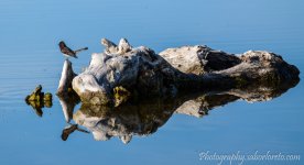 DSC_8378.jpg
