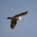 DSC_8423-Edit.jpg