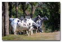 cows-1.jpg