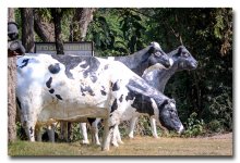 cows-2.jpg