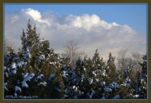 Pines and Clouds 1-25-2016.jpg