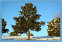 Pine Tree in the Snow 1-25-2016.jpg