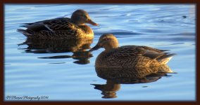 Two Ducks on the HAFB Pond 1-25-2016.jpg