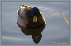 Mallard Duck 1-25-2016.jpg
