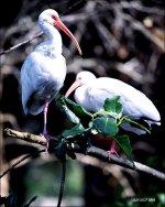 1-25-16 Green Cay   11.jpg