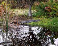 1-25-16 Green Cay   21.jpg