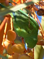 Parrot8.jpg
