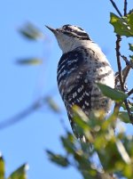 Woodpecker4.jpg