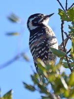 Woodpecker3.jpg