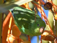 Parrot7.jpg