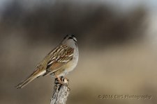 1-26-2016-cr__D7K0921.jpg